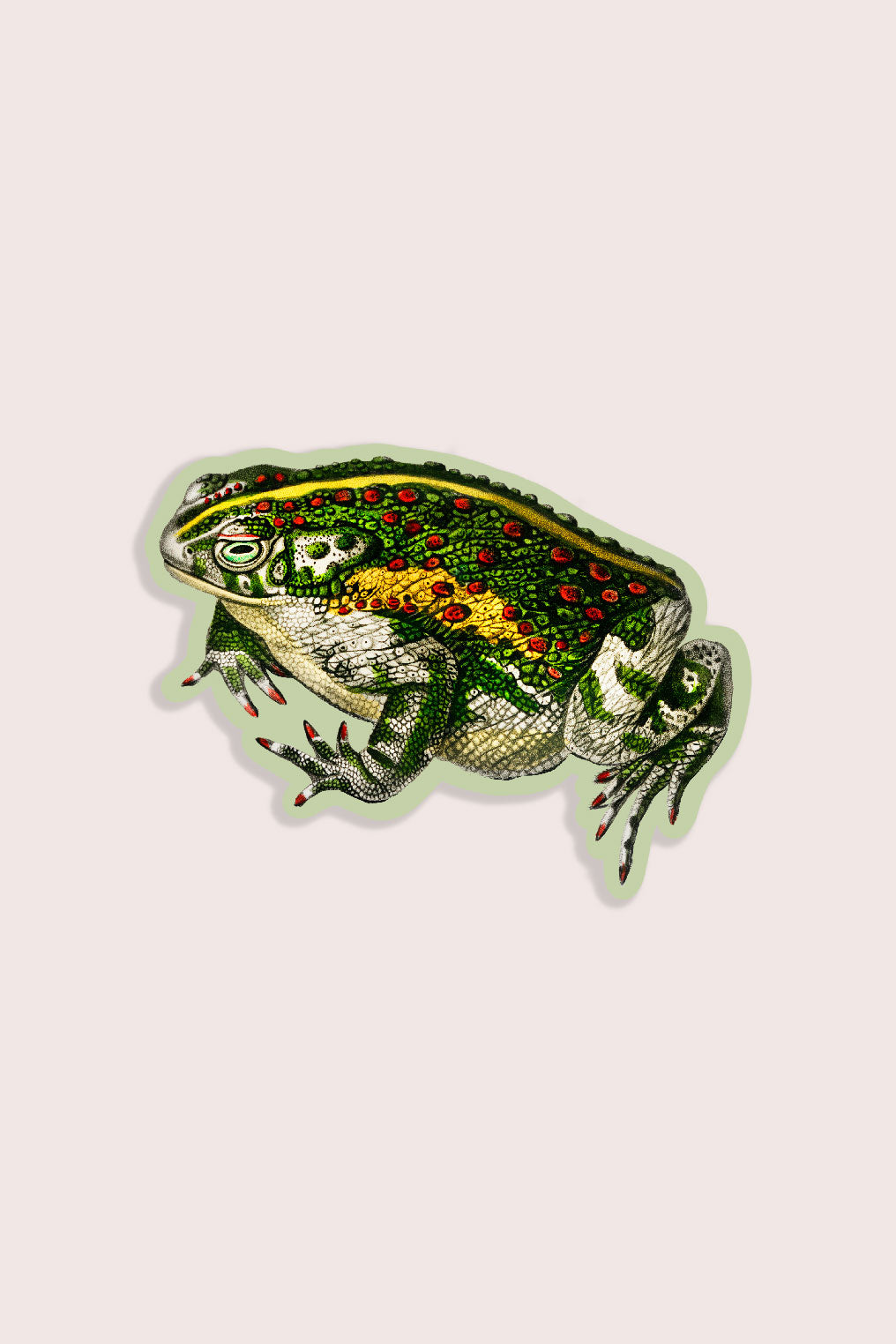 Vintage toad illustration sticker