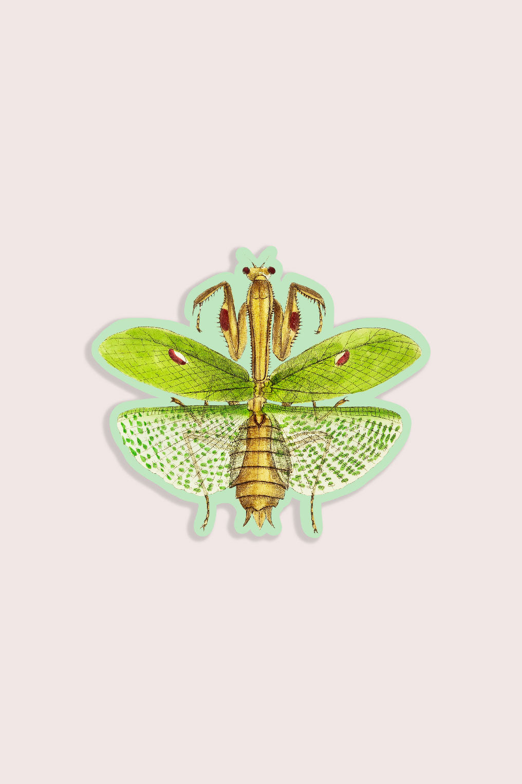 Vintage illustration mantis bug sticker