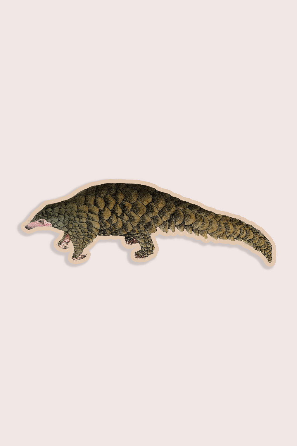 Nature animal sticker featuring a pangolin
