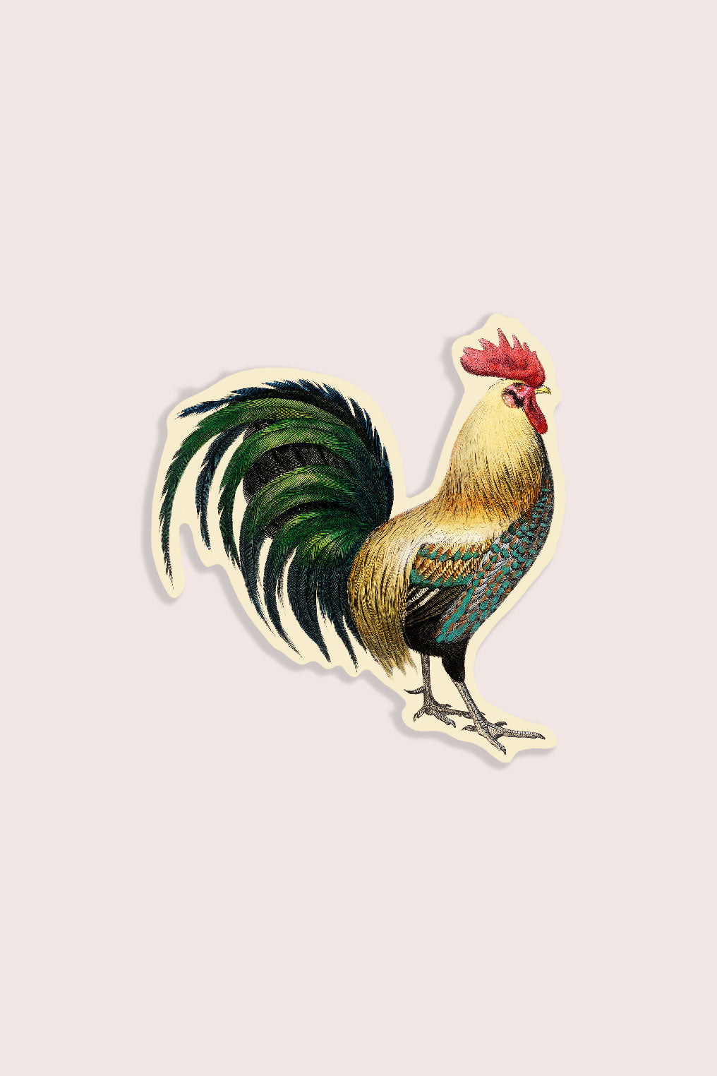 Vintage rooster illustration sticker