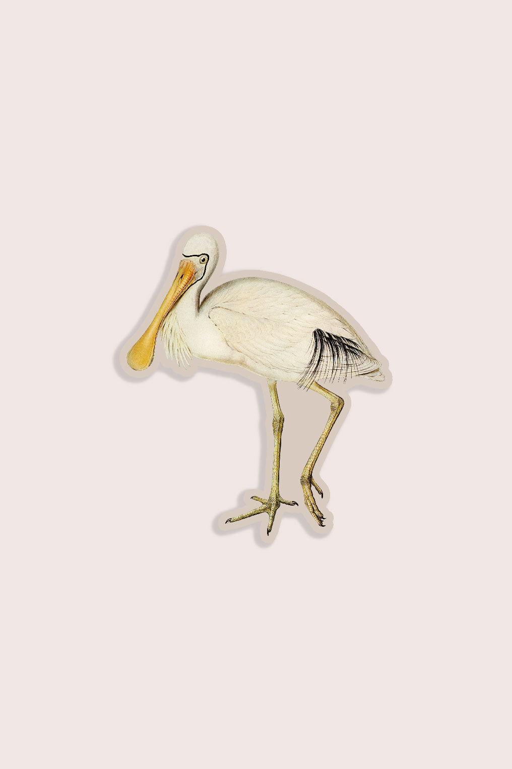 Nature animal sticker featuring spoonbill bird