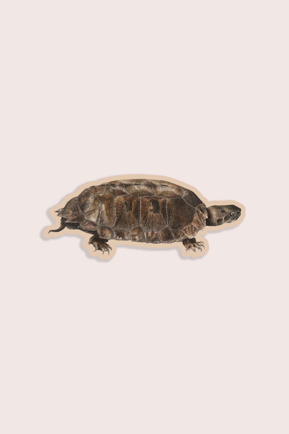 Vintage terrapin turtle illustration sticker