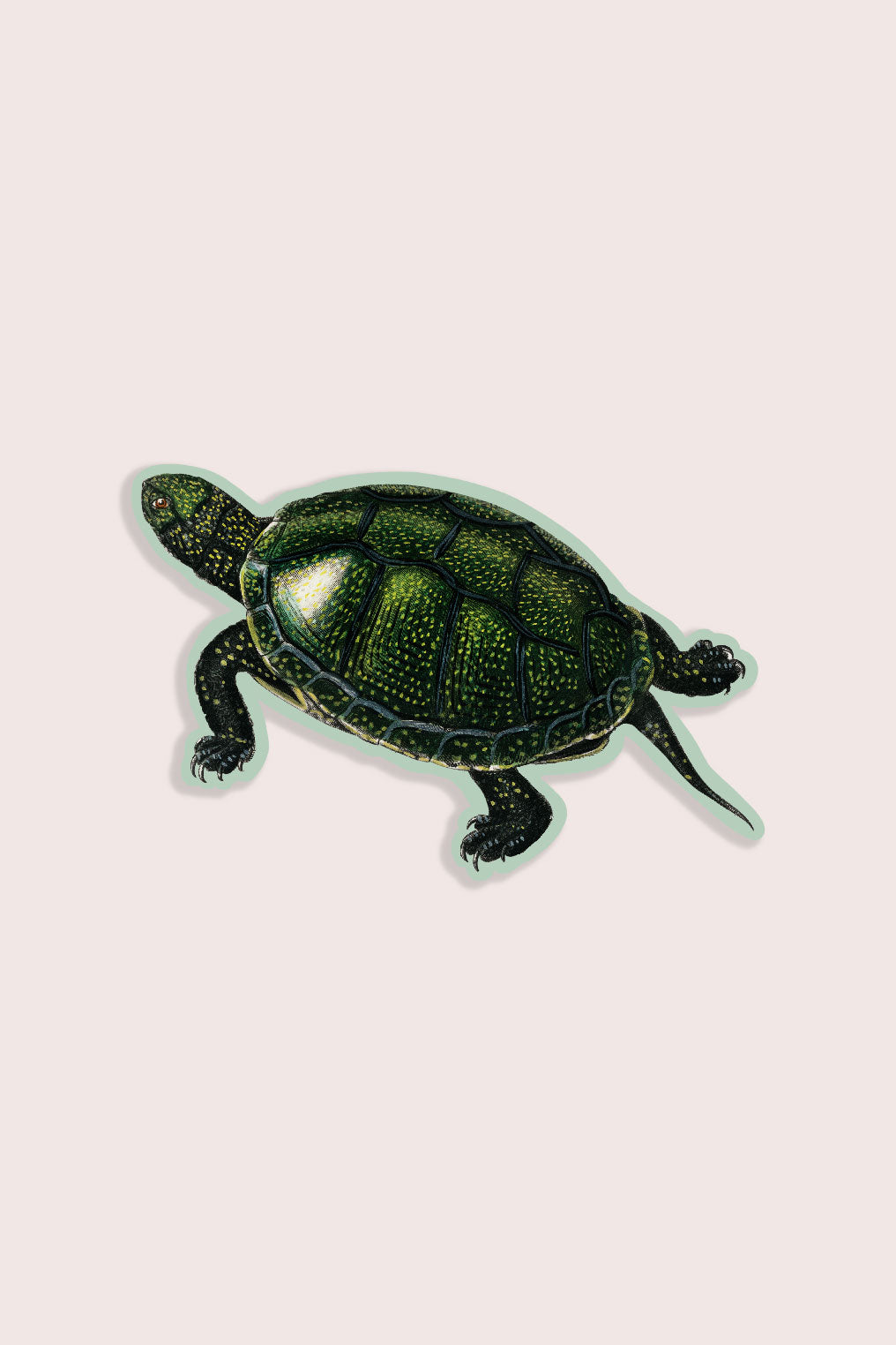 Vintage illustration sticker of a green turtle