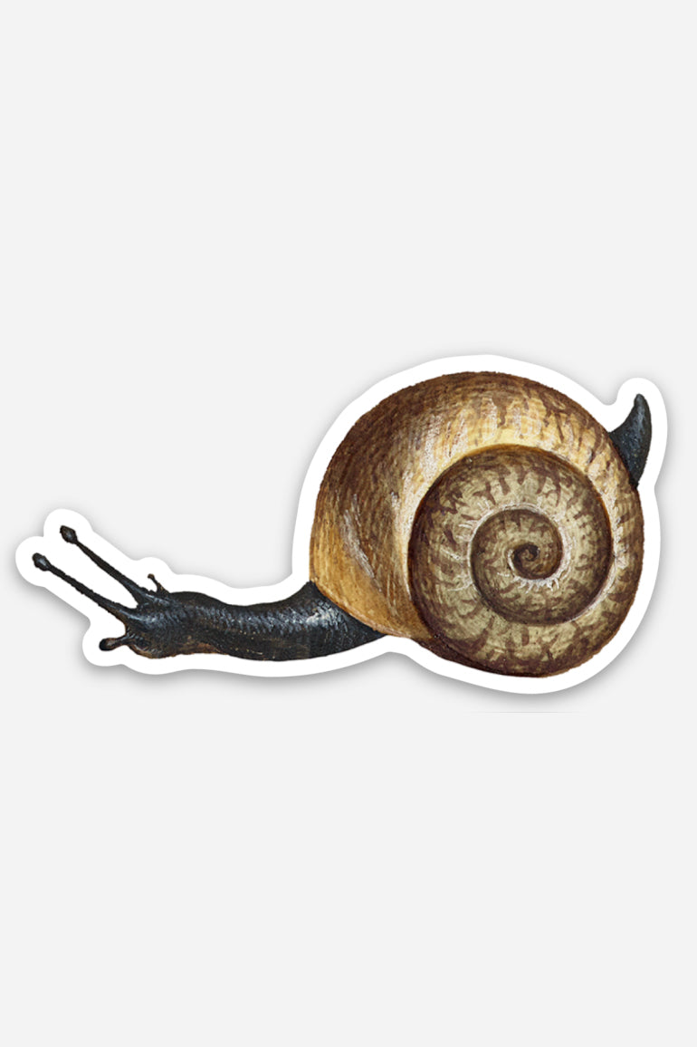 Apathetic Snail - Gap Filler Sticker